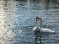 Révélateur du Soi - Copyright Philippe-David Stellaire