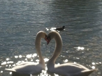 Révélateur du Soi - Copyright Philippe-David Stellaire