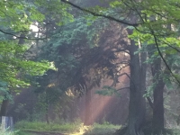 Révélateur du Soi - Copyright Philippe-David Stellaire