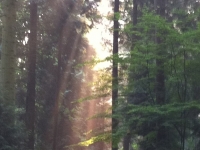 Révélateur du Soi - Copyright Philippe-David Stellaire