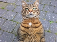 Révélateur du Soi - Copyright Philippe-David Stellaire