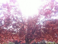 Révélateur du Soi - Copyright Philippe-David Stellaire