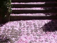 Révélateur du Soi - Copyright Philippe-David Stellaire