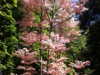 Révélateur du Soi - Copyright Philippe-David Stellaire