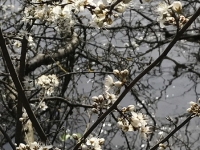 Révélateur du Soi - Copyright Philippe-David Stellaire