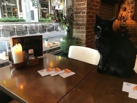 Révélateur du Soi - Copyright Philippe-David Stellaire