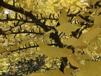 Révélateur du Soi - Copyright Philippe-David Stellaire