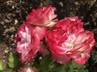 Révélateur du Soi - Copyright Philippe-David Stellaire