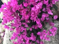 Révélateur du Soi - Copyright Philippe-David Stellaire