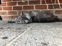 Révélateur du Soi - Copyright Philippe-David Stellaire