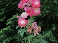 Révélateur du Soi - Copyright Philippe-David Stellaire