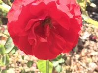 Révélateur du Soi - Copyright Philippe-David Stellaire