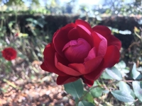 Révélateur du Soi - Copyright Philippe-David Stellaire