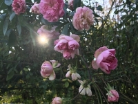 Révélateur du Soi - Copyright Philippe-David Stellaire