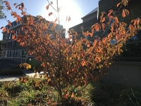 Révélateur du Soi - Copyright Philippe-David Stellaire