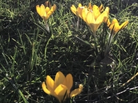 Révélateur du Soi - Copyright Philippe-David Stellaire