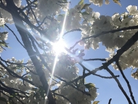 Révélateur du Soi - Copyright Philippe-David Stellaire