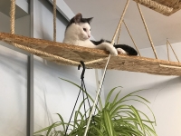 Révélateur du Soi - Copyright Philippe-David Stellaire