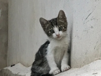 Révélateur du Soi - Copyright Philippe-David Stellaire