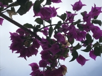 Révélateur du Soi - Copyright Philippe-David Stellaire