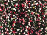 Révélateur du Soi - Copyright Philippe-David Stellaire