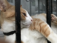 Révélateur du Soi - Copyright Philippe-David Stellaire