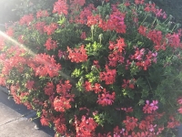 Révélateur du Soi - Copyright Philippe-David Stellaire