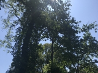 Révélateur du Soi - Copyright Philippe-David Stellaire