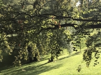 Révélateur du Soi - Copyright Philippe-David Stellaire