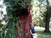 Révélateur du Soi - Copyright Philippe-David Stellaire